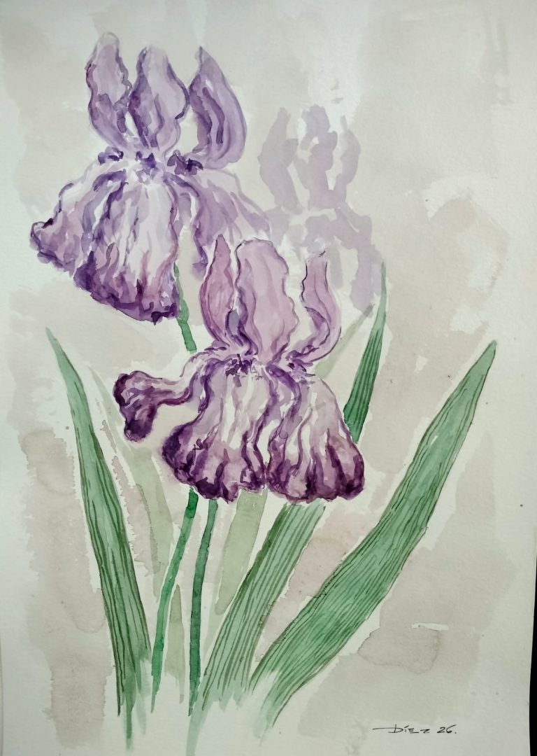 Acuarela Iris Malva