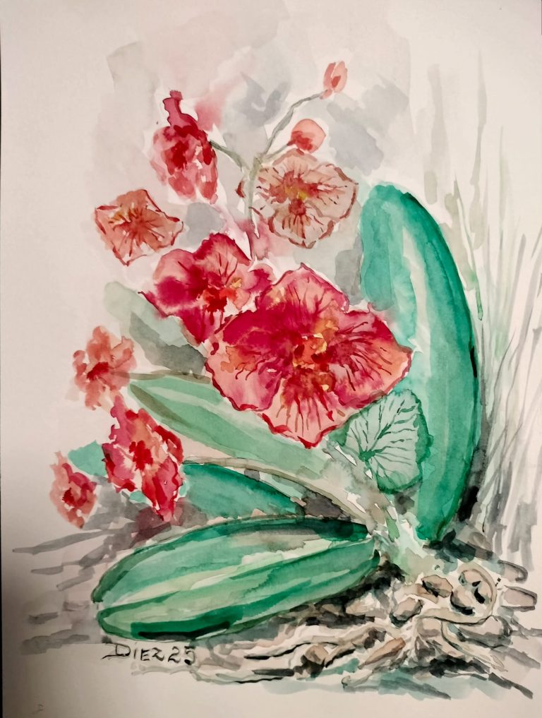 Acuarela Orquídea encarnada